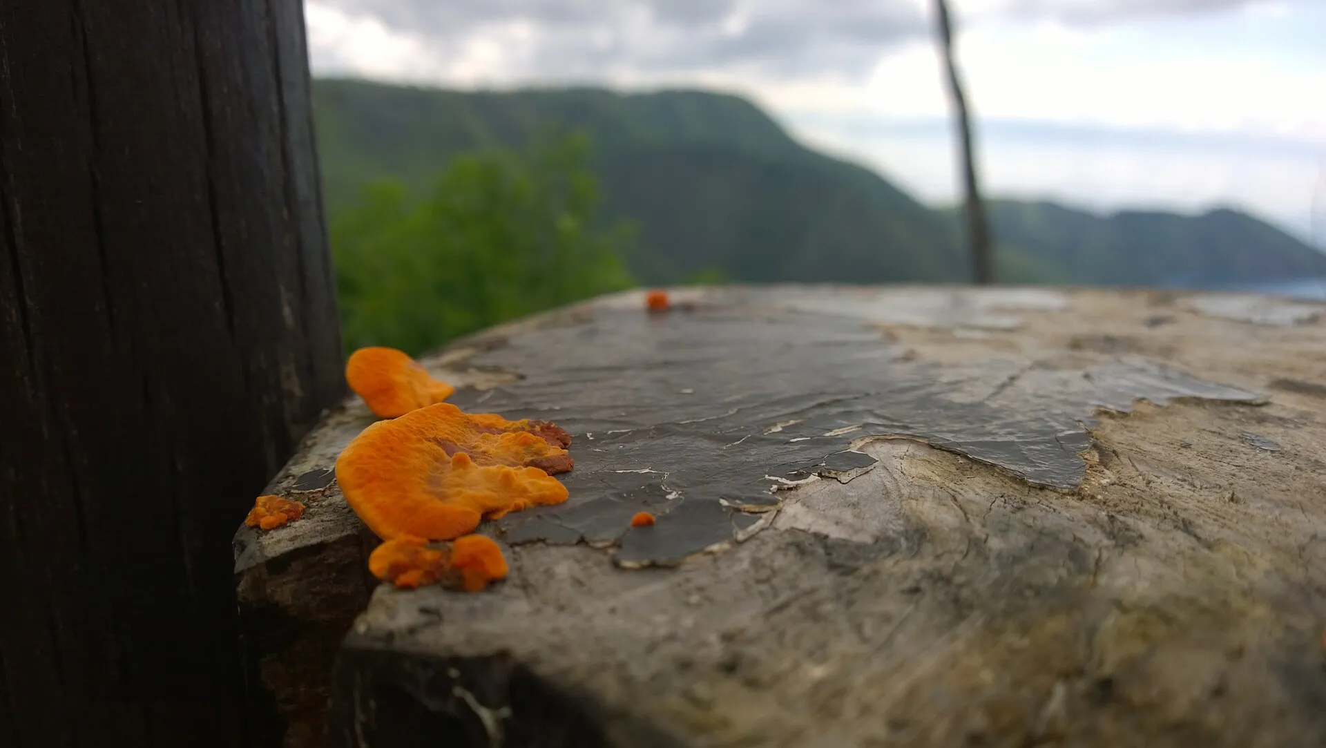 Fungus growing on a piece of damp wood